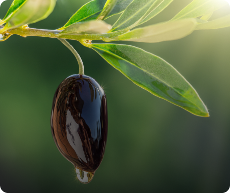 Erken Hasat Soğuk Sıkım